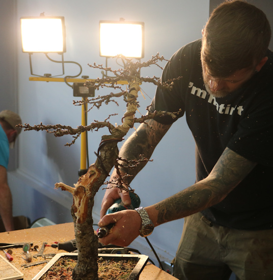Larch bonsai